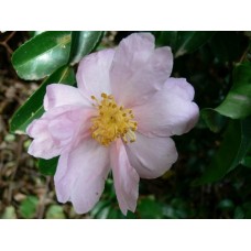 Camellia Momozono x 1 Plants Sun Tolerant Soft Pink Flowering Garden Shrubs Small Trees Shade Screen Border Balcony sasanqua